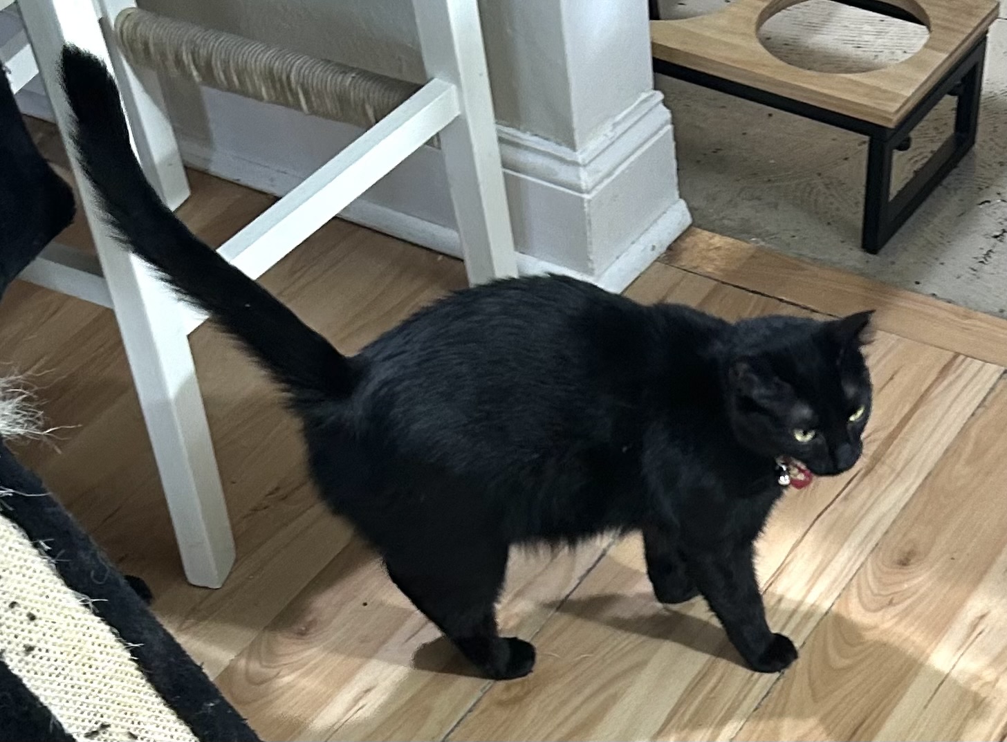 Enlarge SHADOW, a Adoptable Domestic Short Hair in pensacola, FL image 3/4