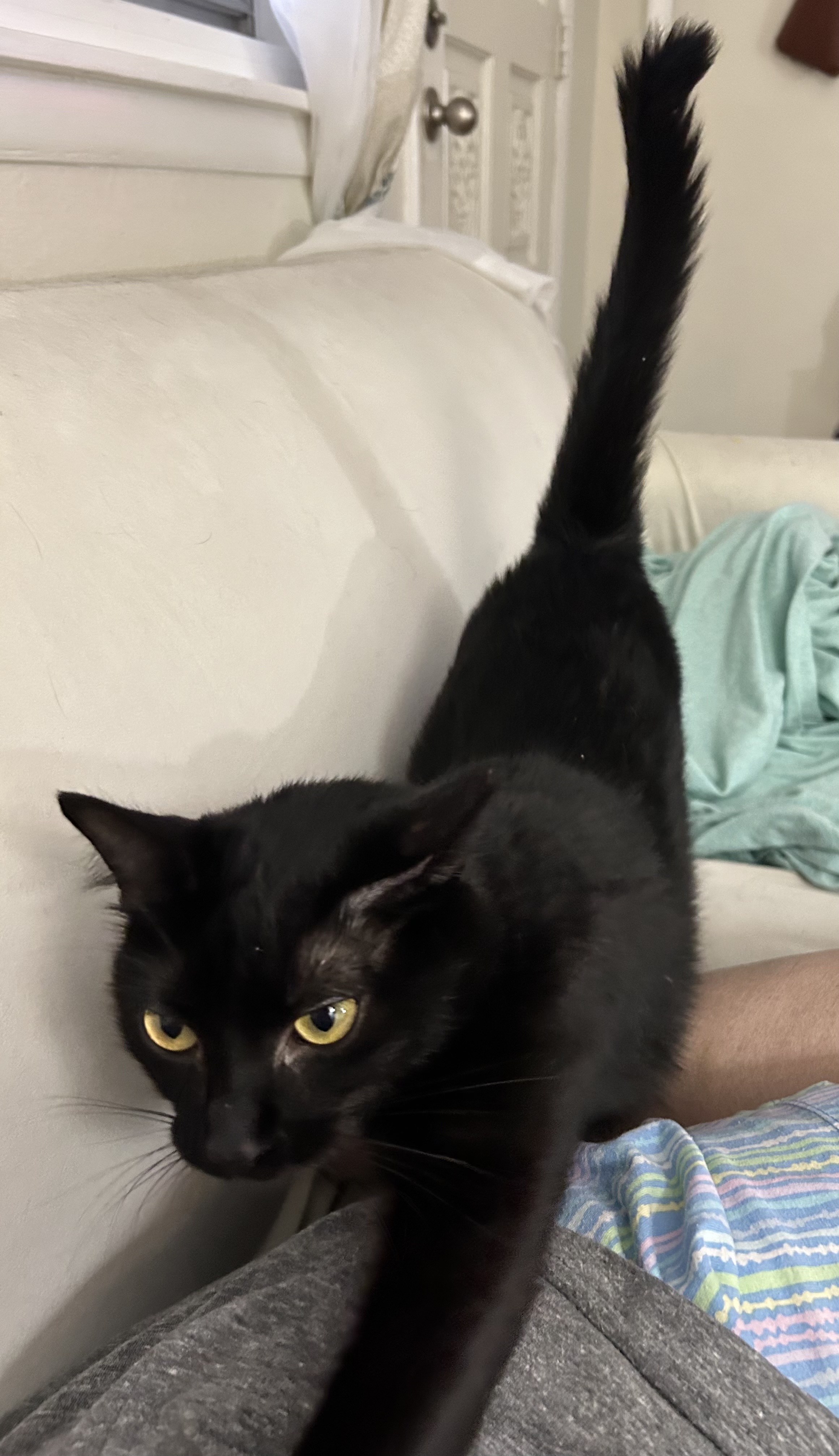 Enlarge SHADOW, a Adoptable Domestic Short Hair in pensacola, FL image 4/4