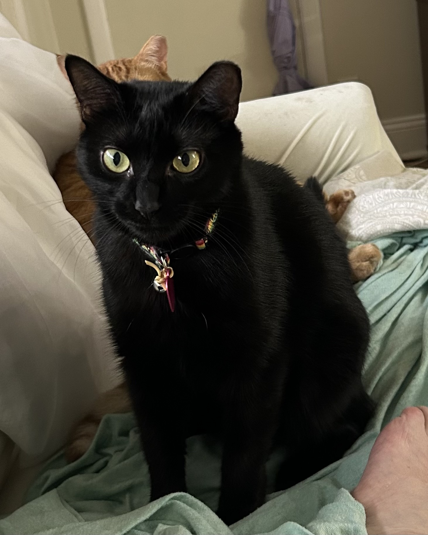 Enlarge SHADOW, a Adoptable Domestic Short Hair in pensacola, FL image 1/4