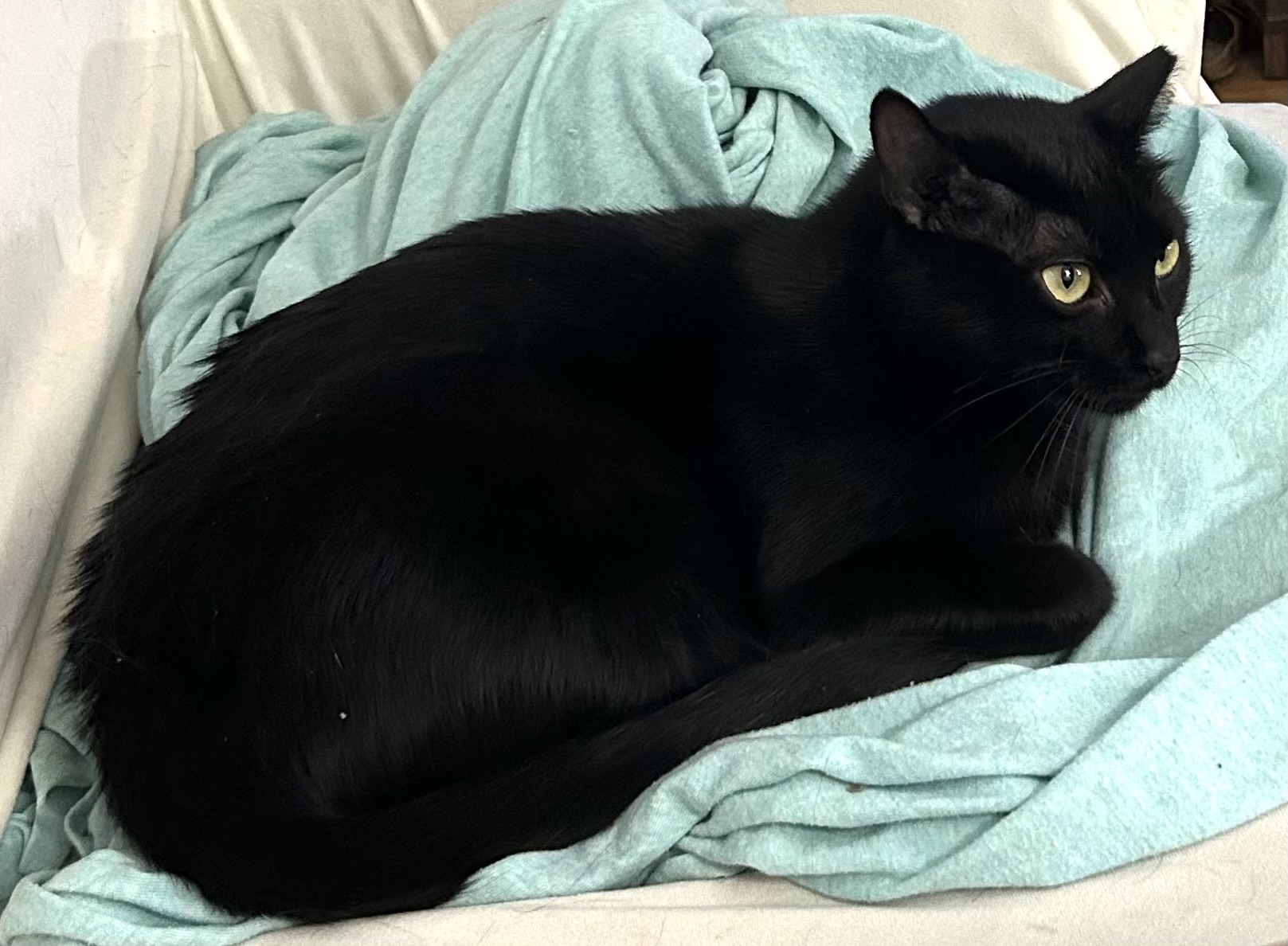 Enlarge SHADOW, a Adoptable Domestic Short Hair in pensacola, FL image 2/4