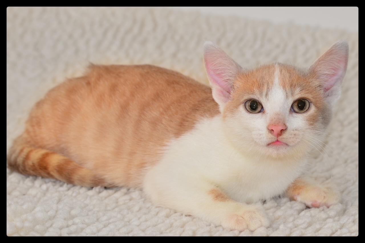 Blizzard A061273, Adoptable, Kitten Male Domestic Short Hair.