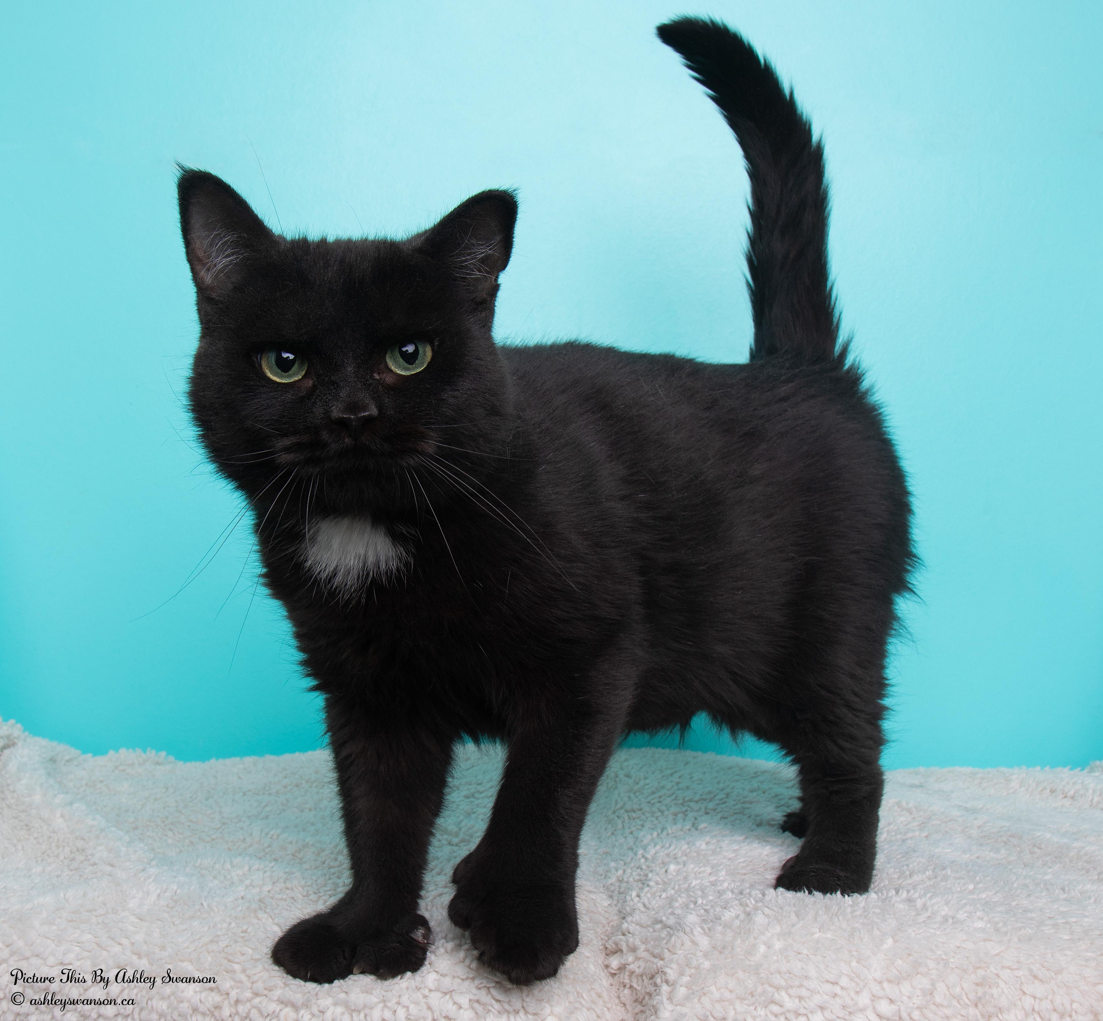 Betty, Adult Female unknown