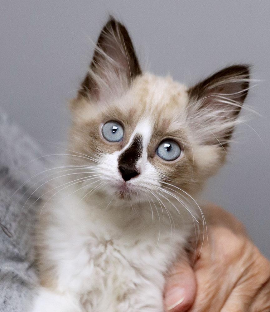 Koala Bear (AO37709), Adopted, Kitten Male Domestic Medium Hair & Siamese.