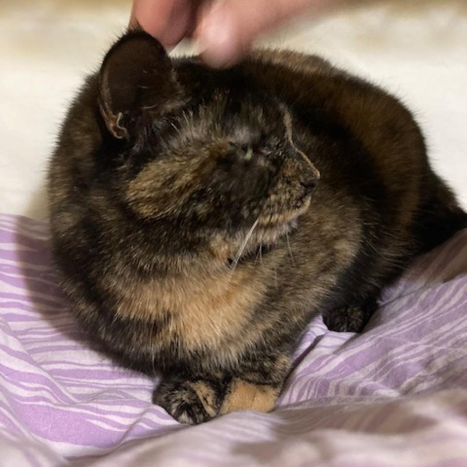 Shimmer Mama 2021, Adoptable, Adult Female Domestic Short Hair.