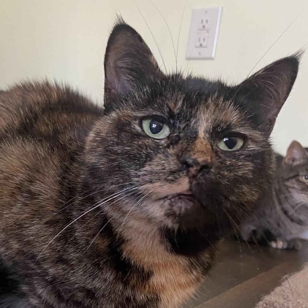 Shimmer Mama 2021, a Adoptable Domestic Short Hair in Bensalem, PA image 2/4