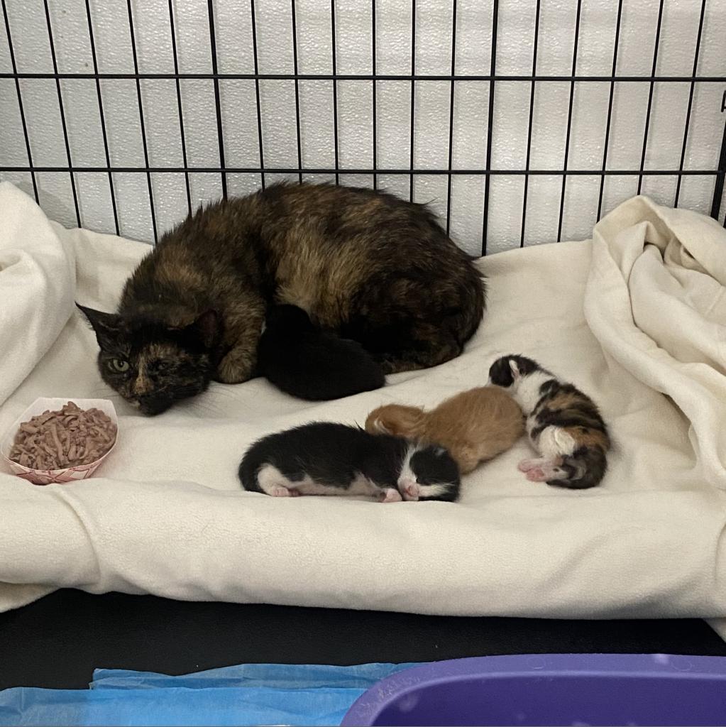 Shimmer Mama 2021, a Adoptable Domestic Short Hair in Bensalem, PA image 3/4