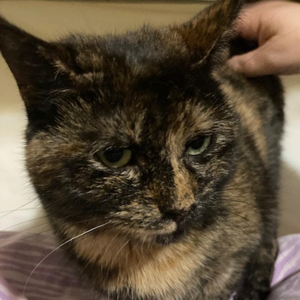 Shimmer Mama 2021, a Adoptable Domestic Short Hair in Bensalem, PA image 4/4