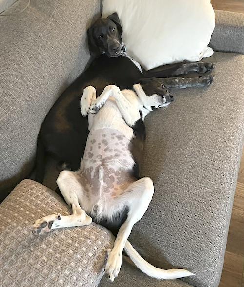 Enlarge Wilbur, a Adopted German Shorthaired Pointer in Menlo Park, CA image 1/3