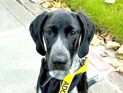 Enlarge Wilbur, a Adopted German Shorthaired Pointer in Menlo Park, CA image 3/3