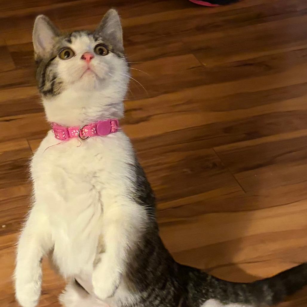 Teeter Totter, Adoptable, Kitten Female Domestic Short Hair.