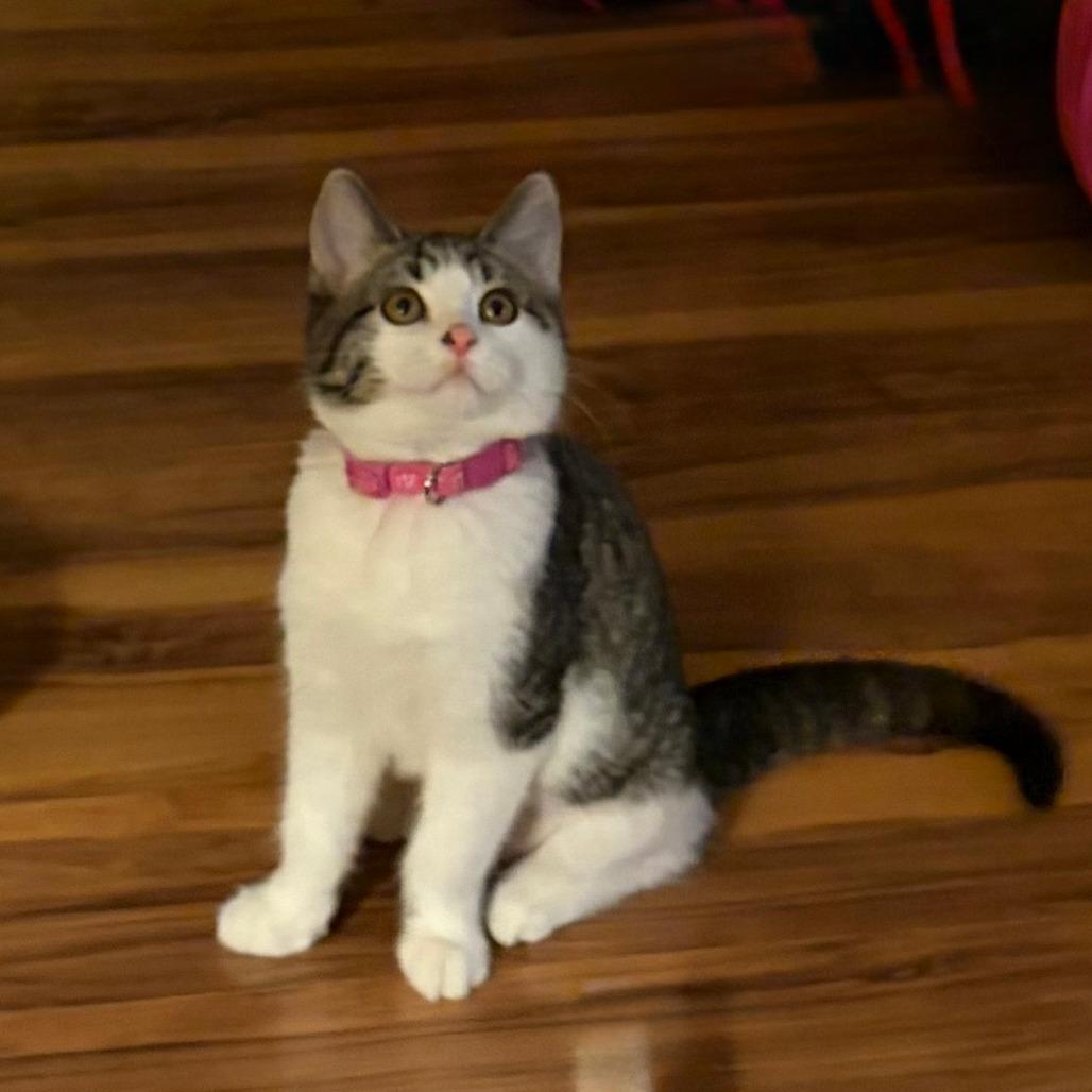 Enlarge Teeter Totter, a Adoptable Domestic Short Hair in Chaska, MN image 2/5