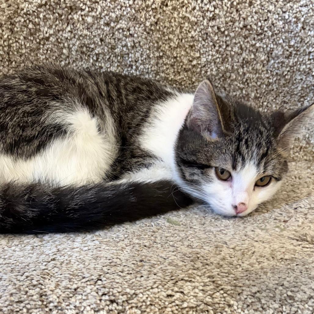 Enlarge Teeter Totter, a Adoptable Domestic Short Hair in Chaska, MN image 4/5