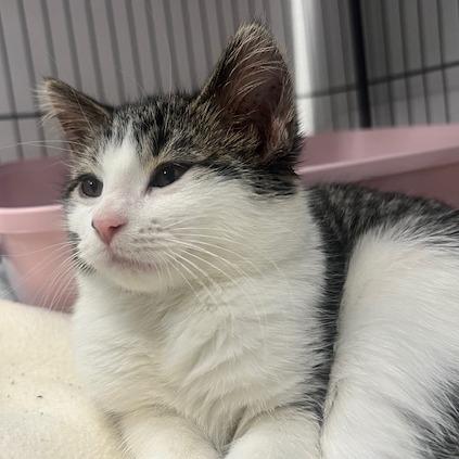 Enlarge Teeter Totter, a Adoptable Domestic Short Hair in Chaska, MN image 5/5