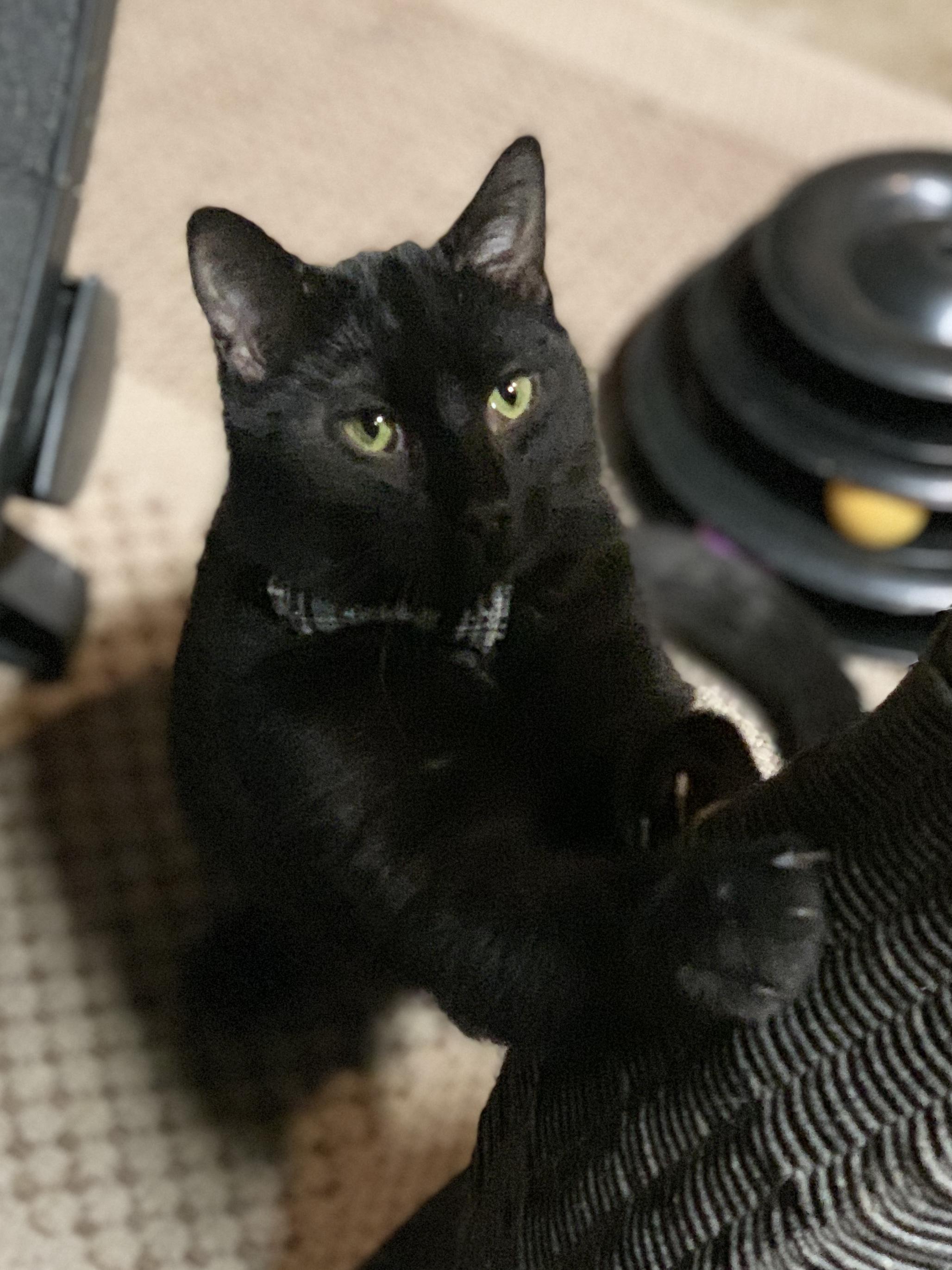 KYLE, a Adoptable mixed breed in Panora, IA image 2/5