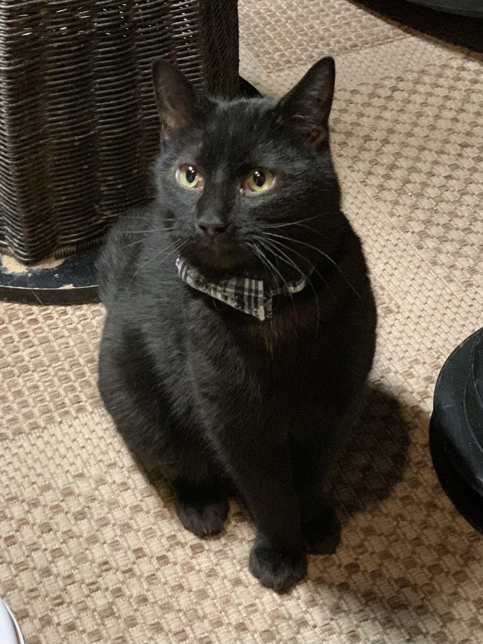 KYLE, Adoptable, Young Male Domestic Short Hair.