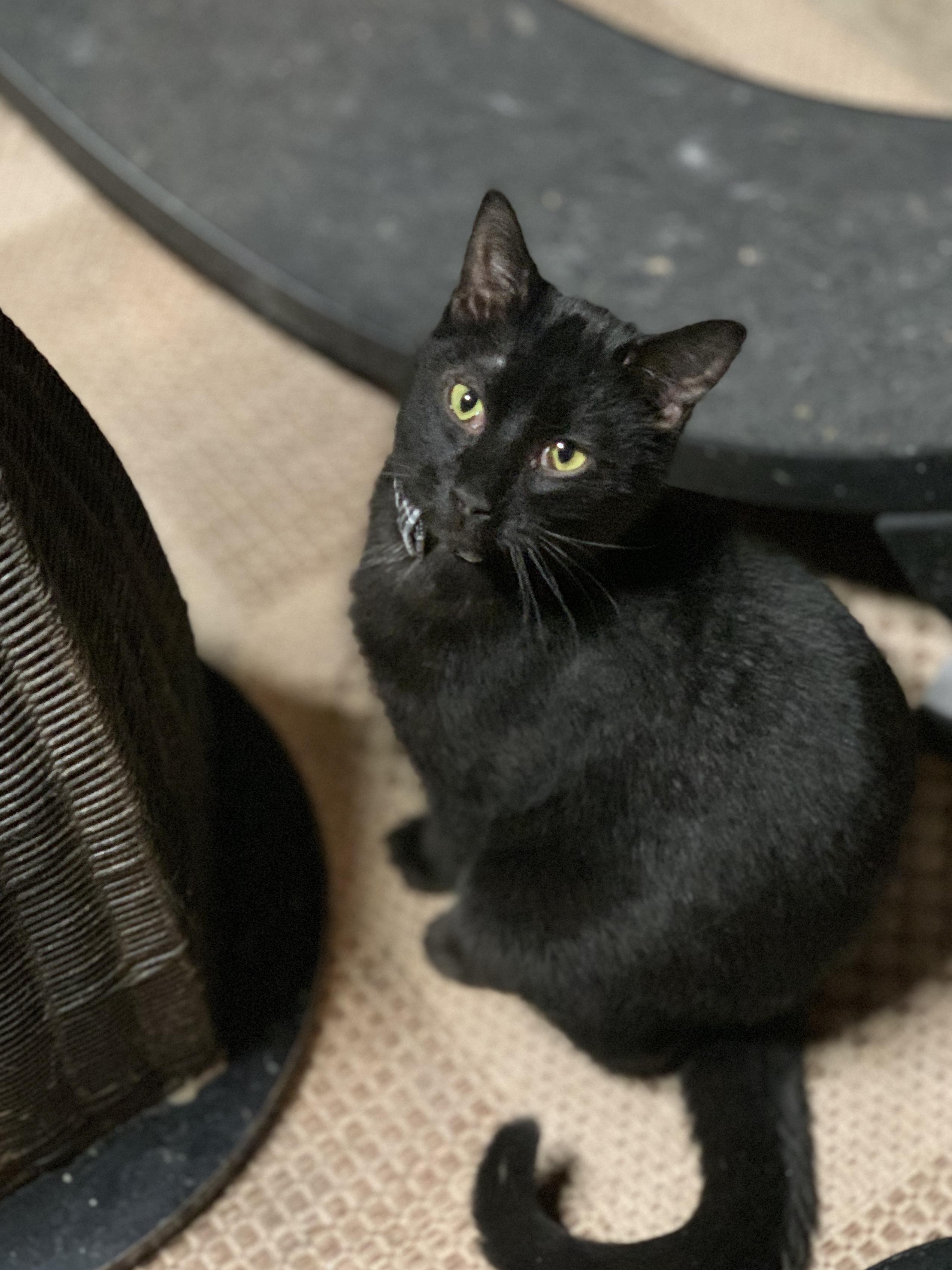 KYLE, a Adoptable mixed breed in Panora, IA image 4/5