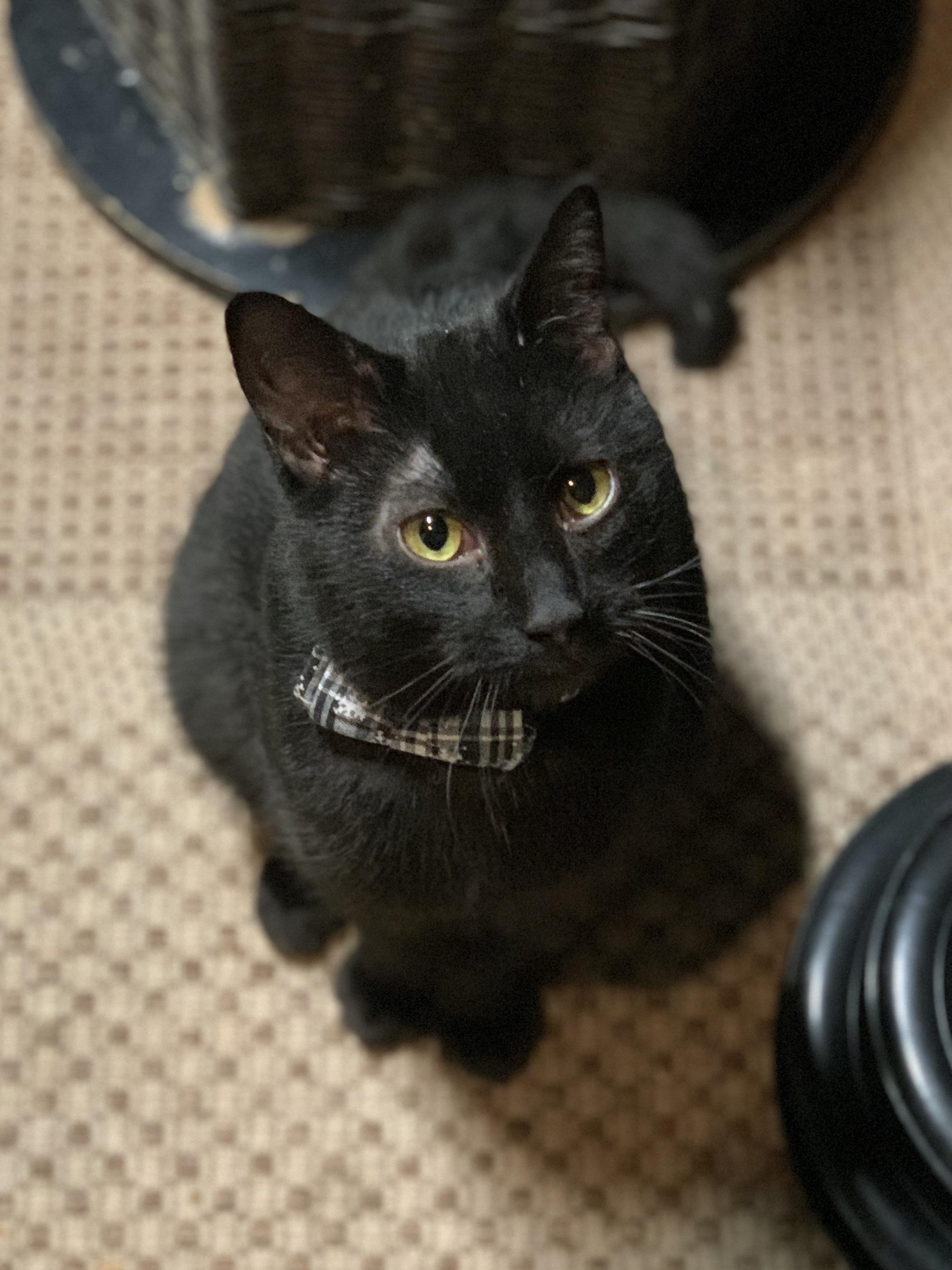 KYLE, a Adoptable mixed breed in Panora, IA image 5/5