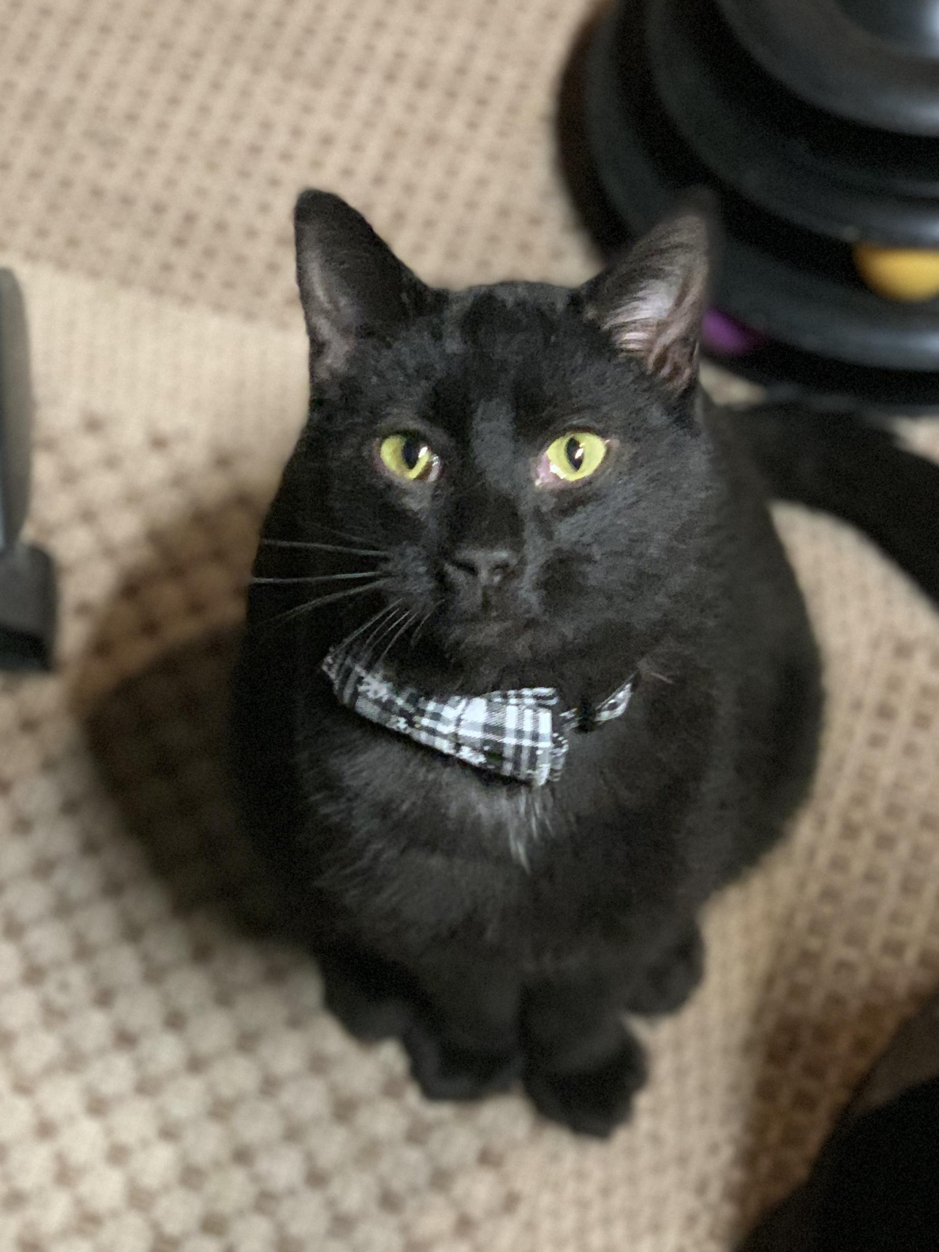 KYLE, a Adoptable mixed breed in Panora, IA image 1/5