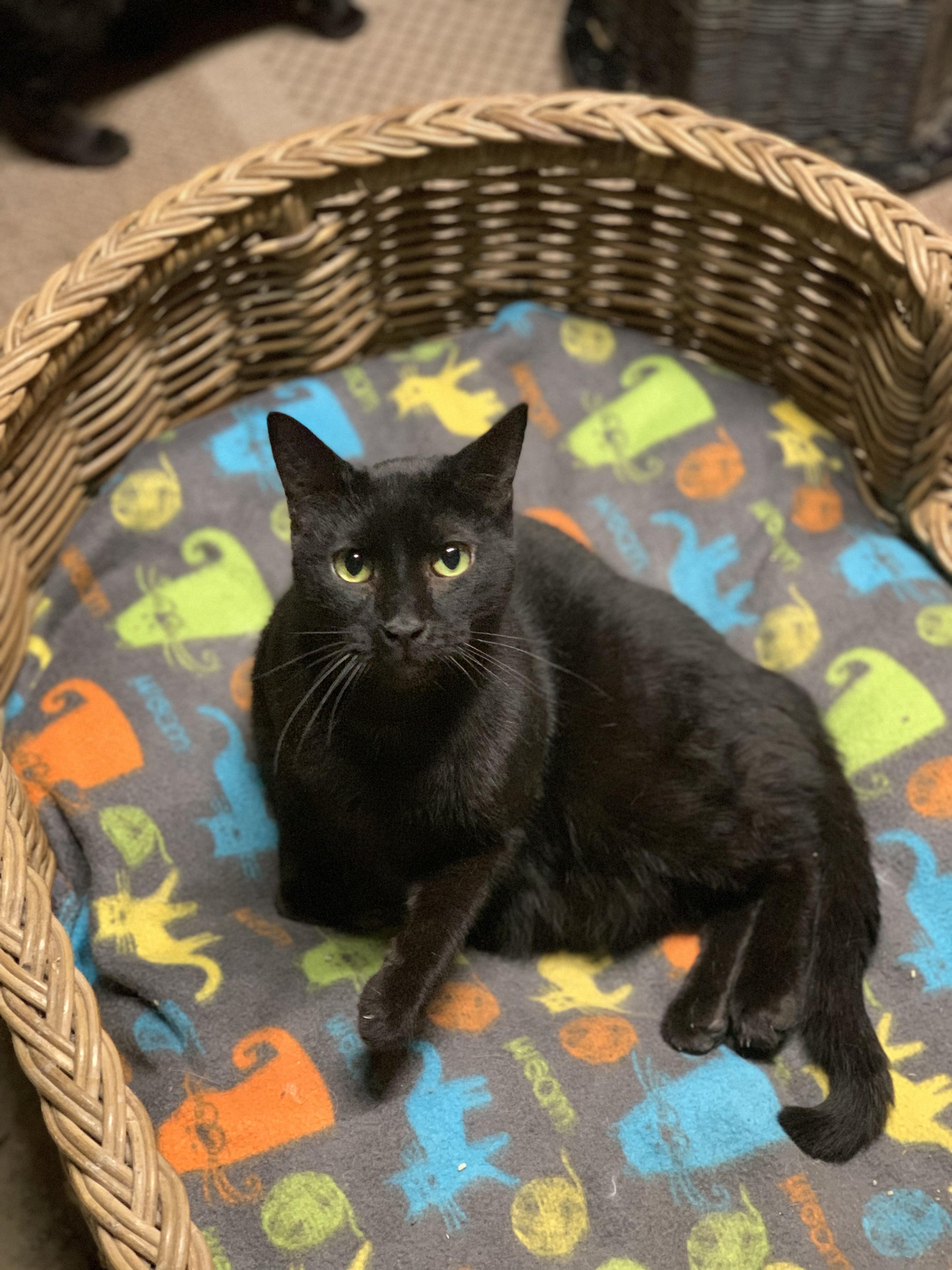 Enlarge KYLE, a Adoptable mixed breed in Panora, IA image 6/6