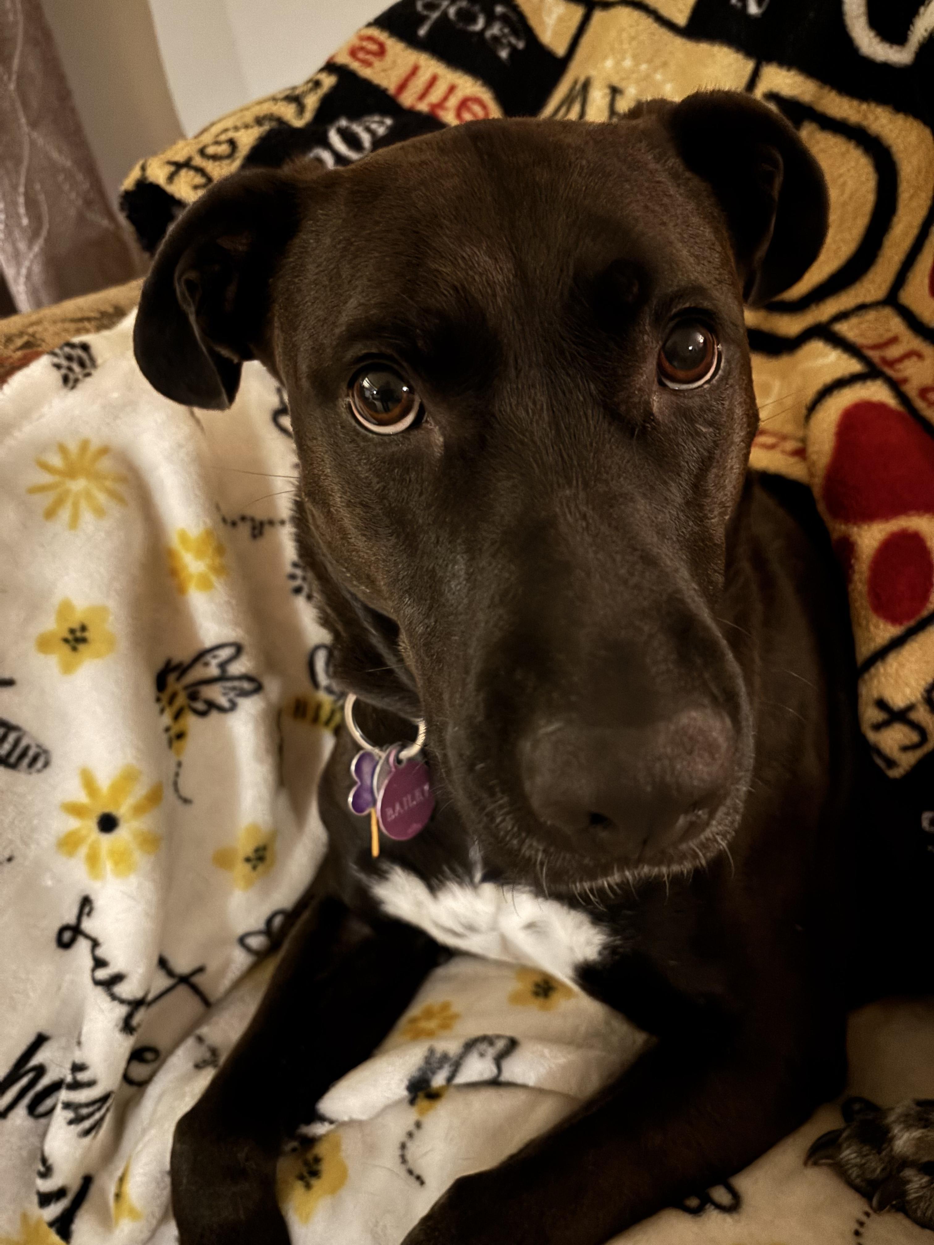 Enlarge Hailey, a ADOPTABLE mixed breed in Unionville, CT image 1/6