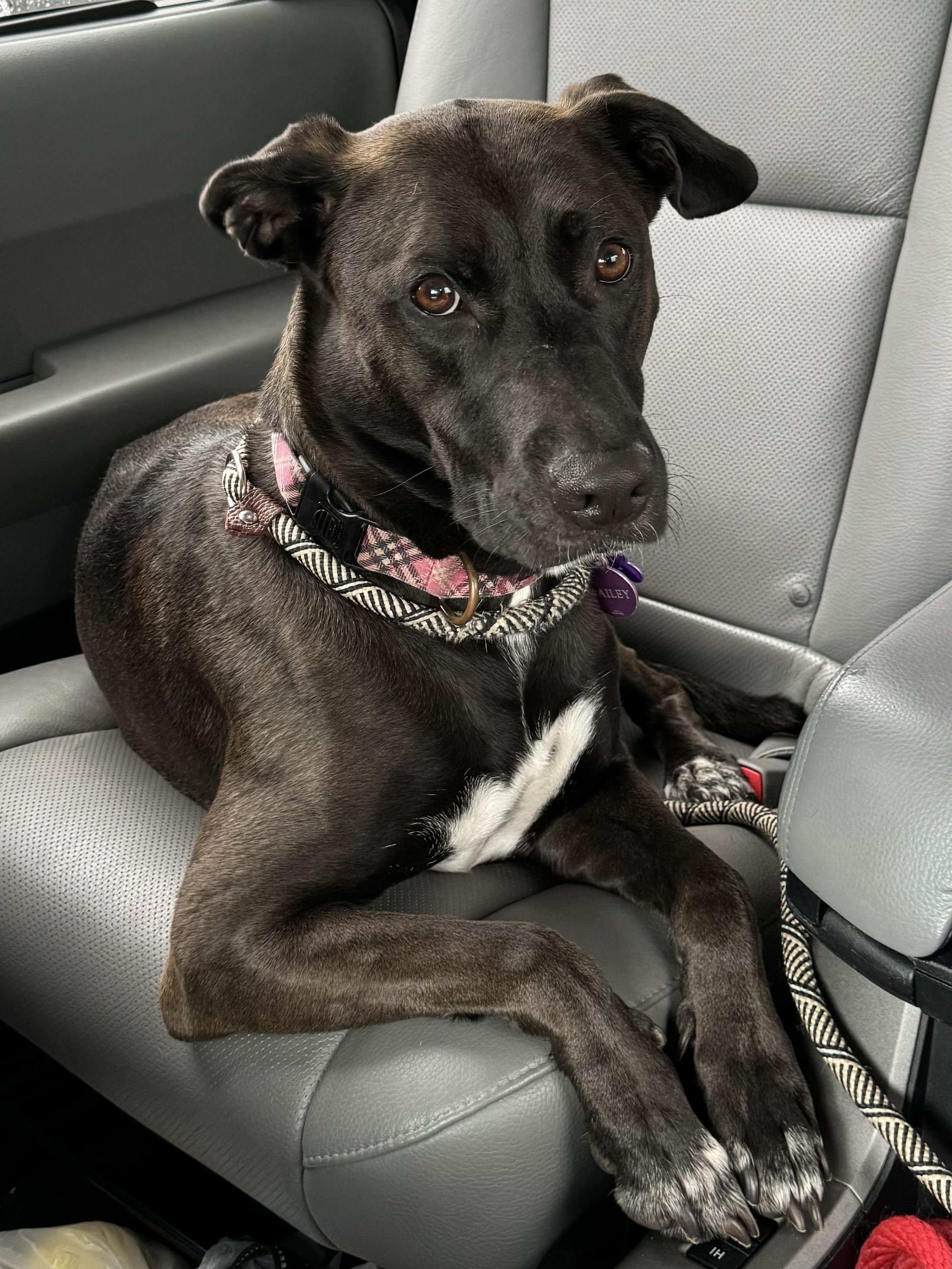 Enlarge Hailey, a ADOPTABLE mixed breed in Unionville, CT image 4/6