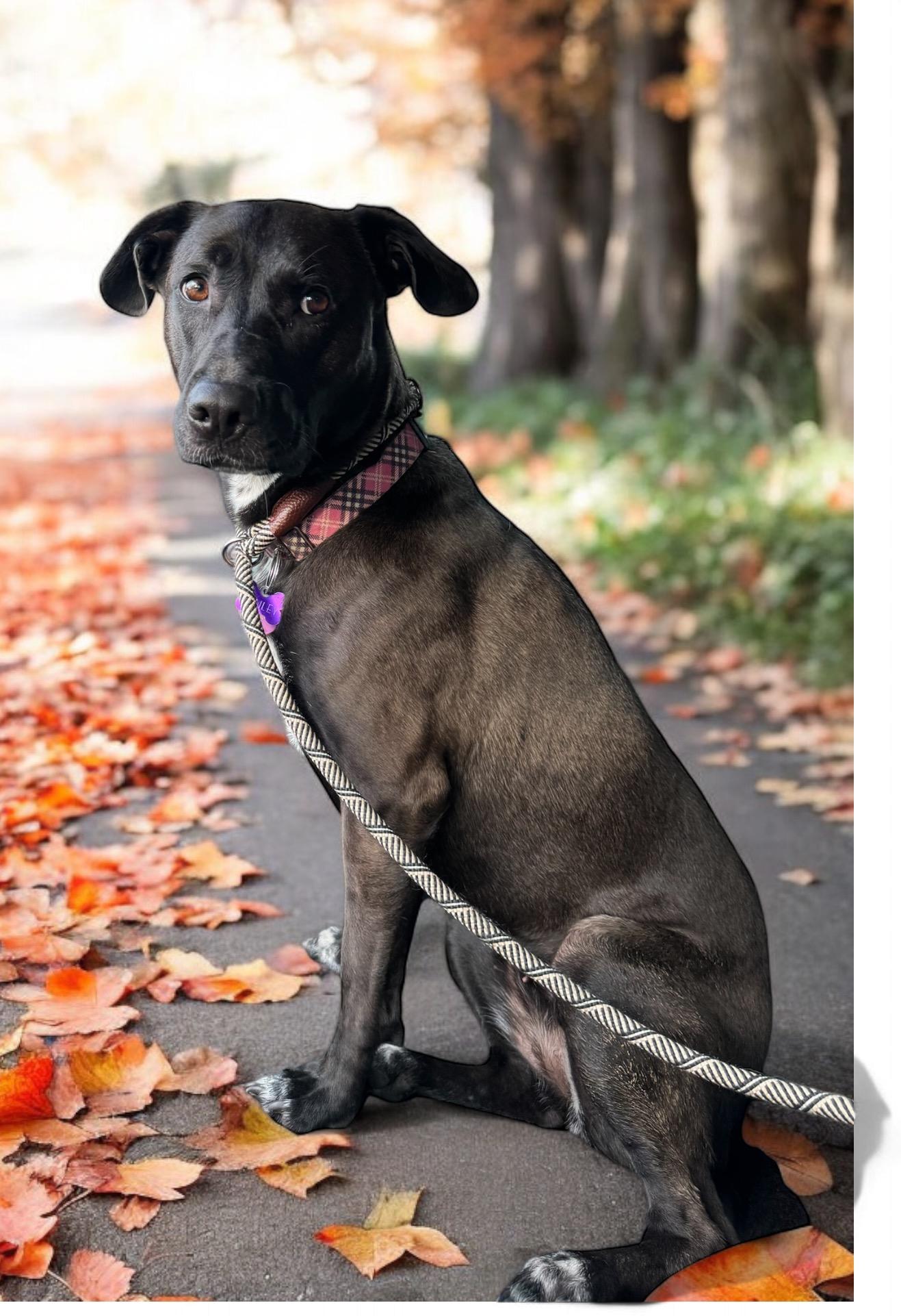 Enlarge Hailey, a ADOPTABLE mixed breed in Unionville, CT image 6/6