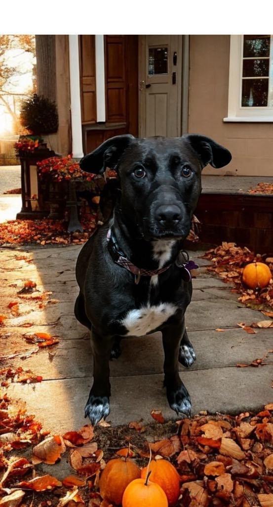 Enlarge Hailey, a ADOPTABLE mixed breed in Unionville, CT image 3/6