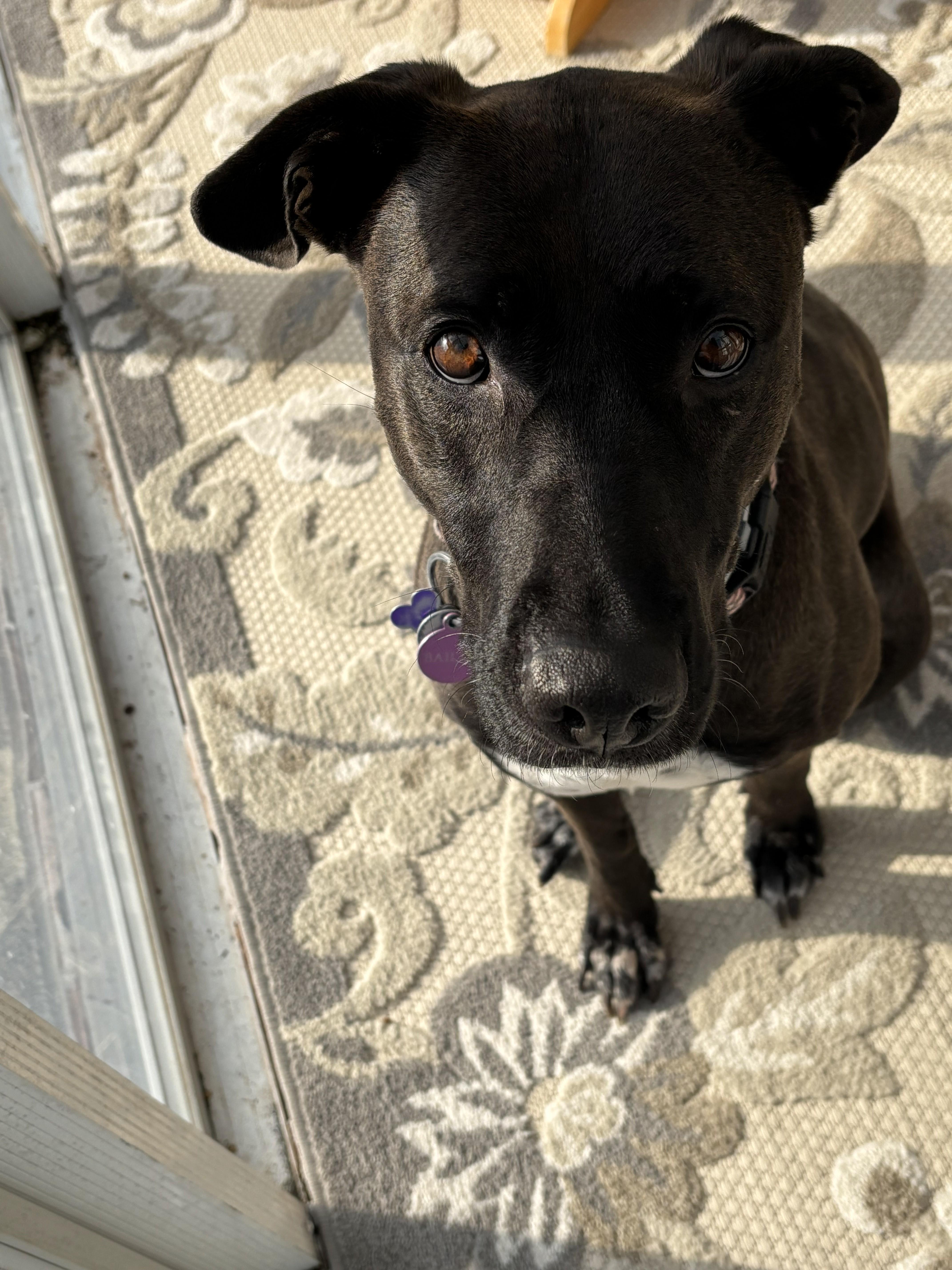 Enlarge Hailey, a ADOPTABLE mixed breed in Unionville, CT image 5/6