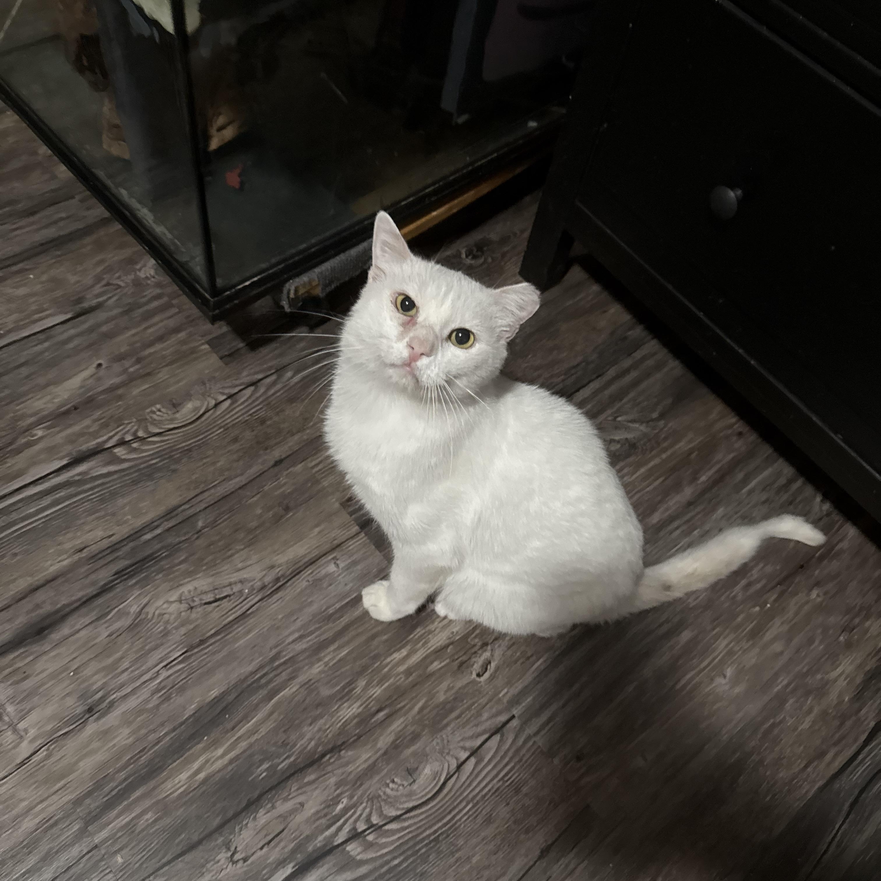 Enlarge Lucky, a Adoptable mixed breed in Fresno, CA image 2/3