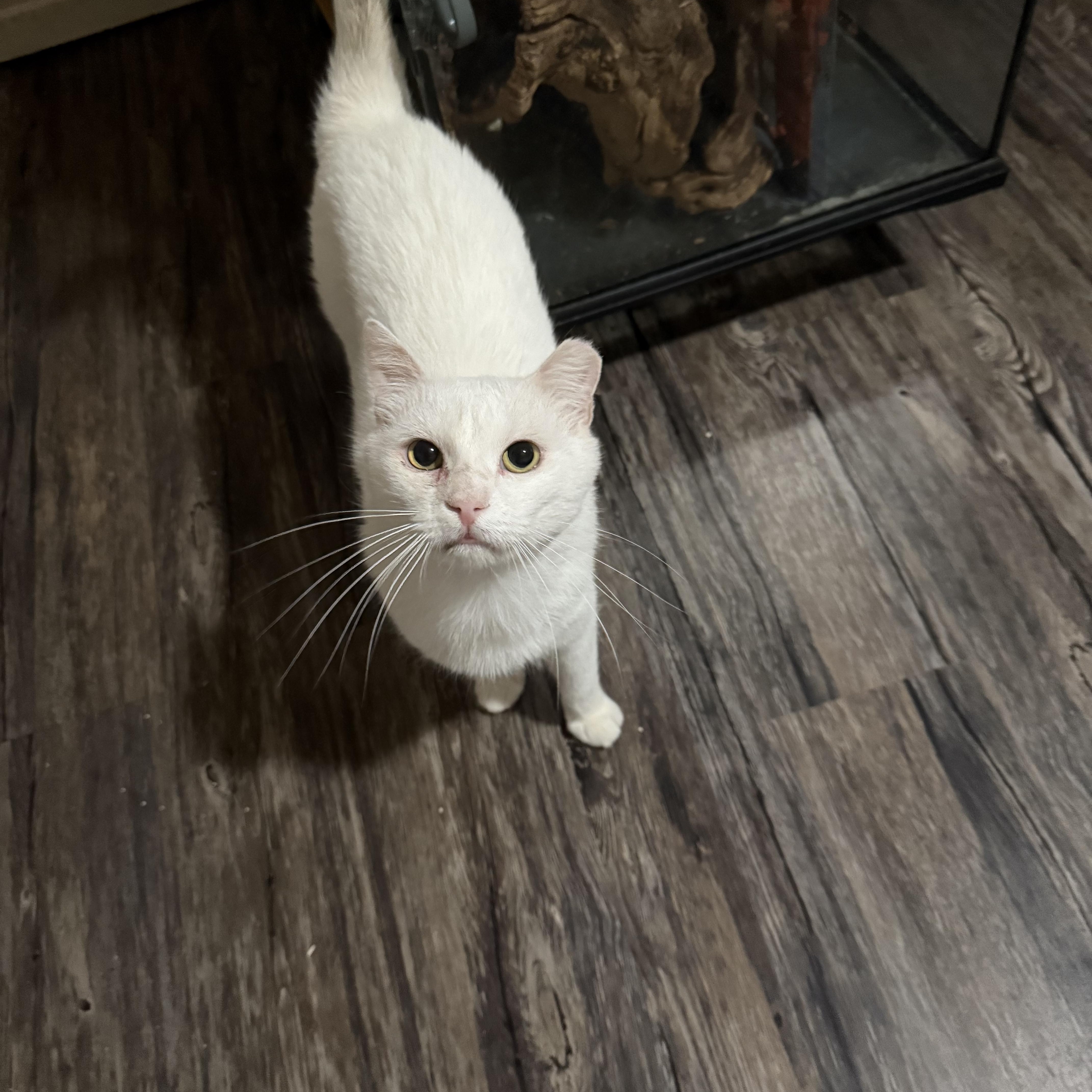 Lucky, Adoptable, Young Male Turkish Angora & Siamese.