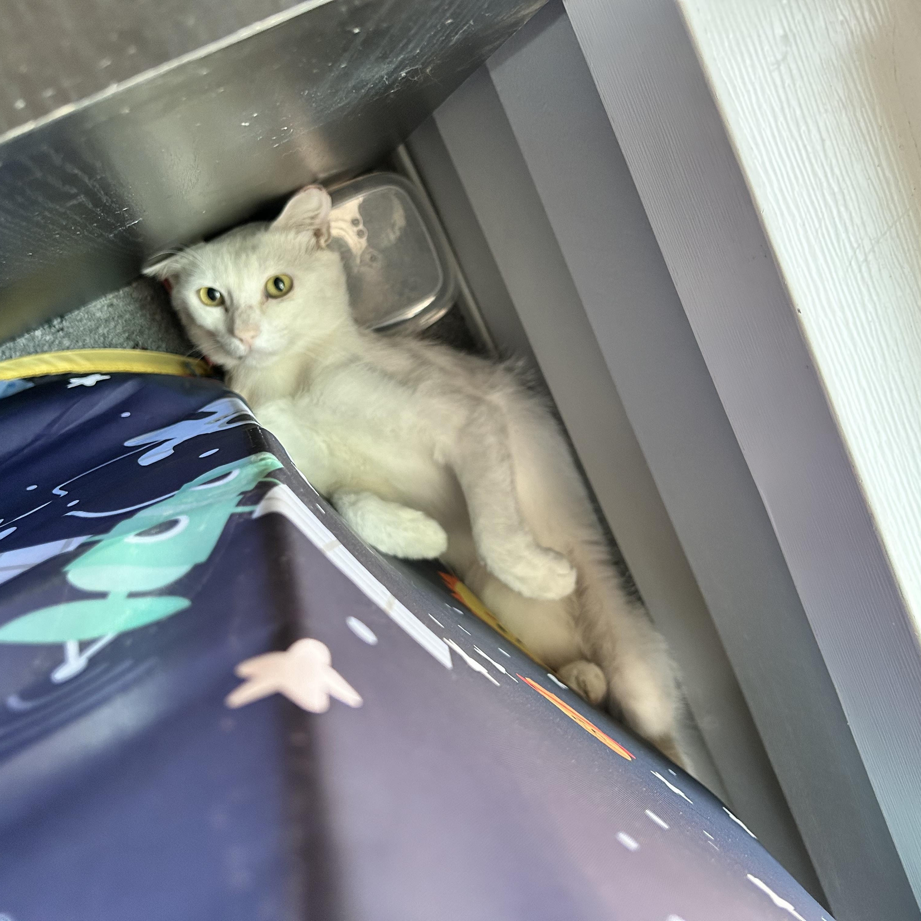 Lucky, Adoptable, Young Male Turkish Angora & Siamese.