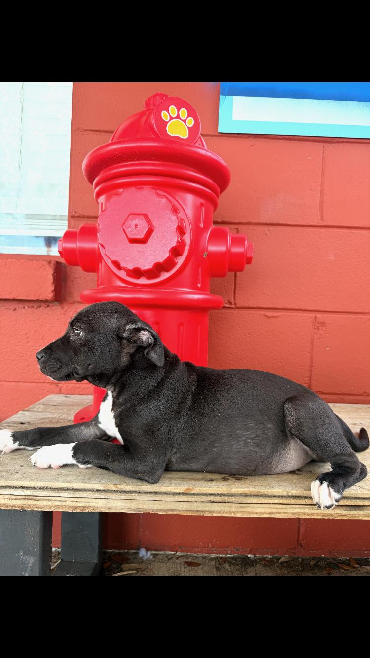 Flossy, a ADOPTABLE mixed breed in Pensacola, FL image 3/3