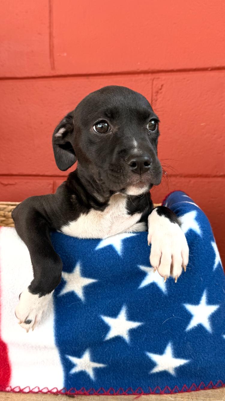 Flossy, a ADOPTABLE mixed breed in Pensacola, FL image 2/3