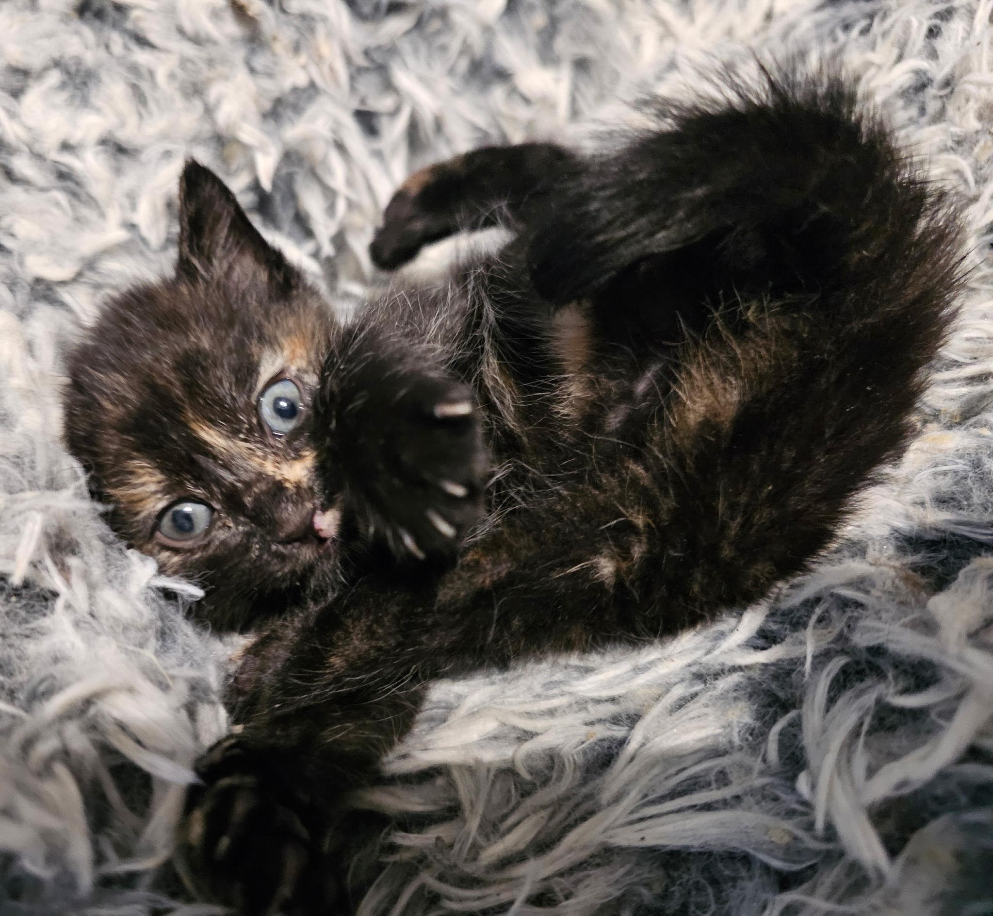 Techno, Adoptable, Kitten Female Domestic Short Hair.