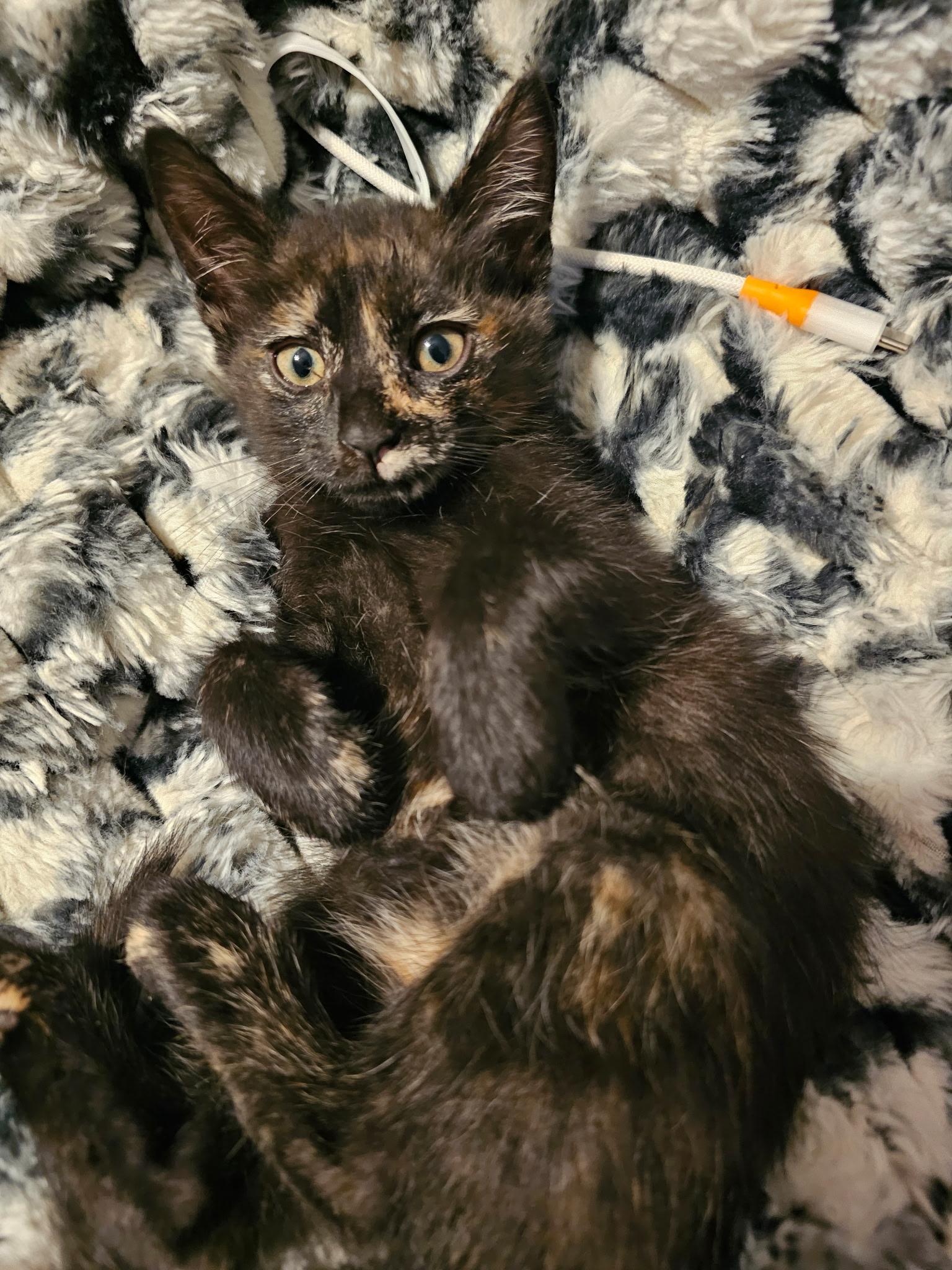 Enlarge Techno, a Adopted mixed breed in Pinson, AL image 1/1