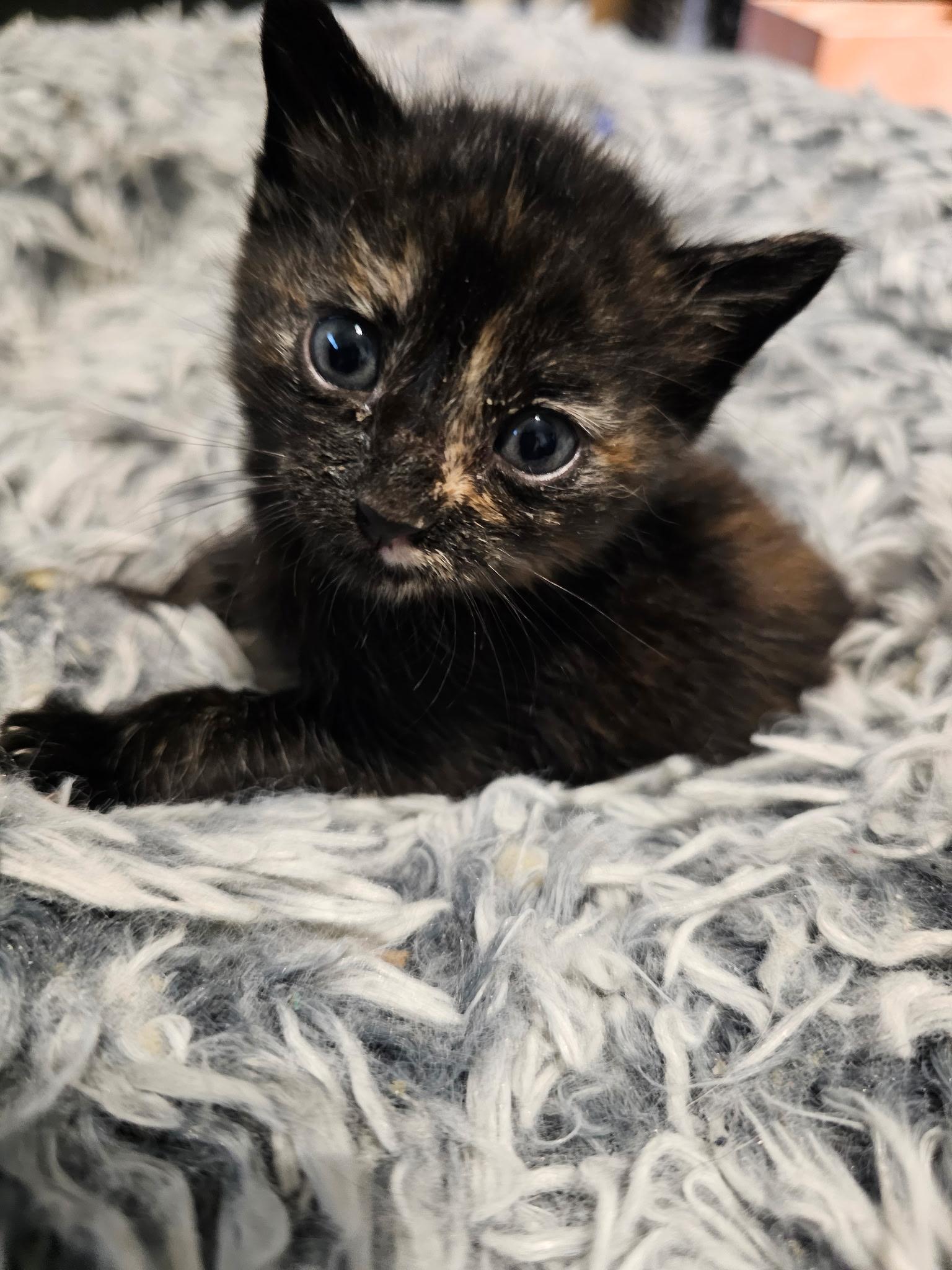 Techno, a Adoptable mixed breed in Pinson, AL image 2/2