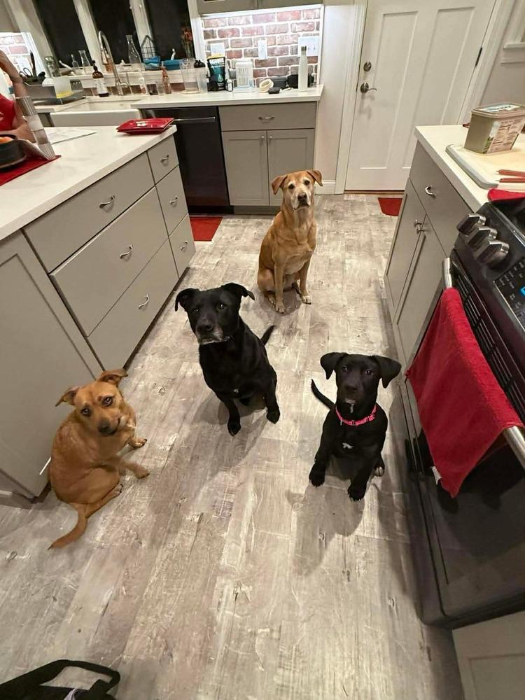 Della, Adoptable, Puppy Female Labrador Retriever & Mixed Breed.