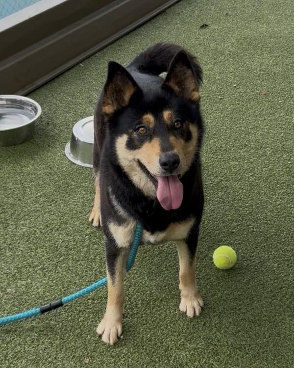 Navi, Adoptable, Adult Female Shepherd.