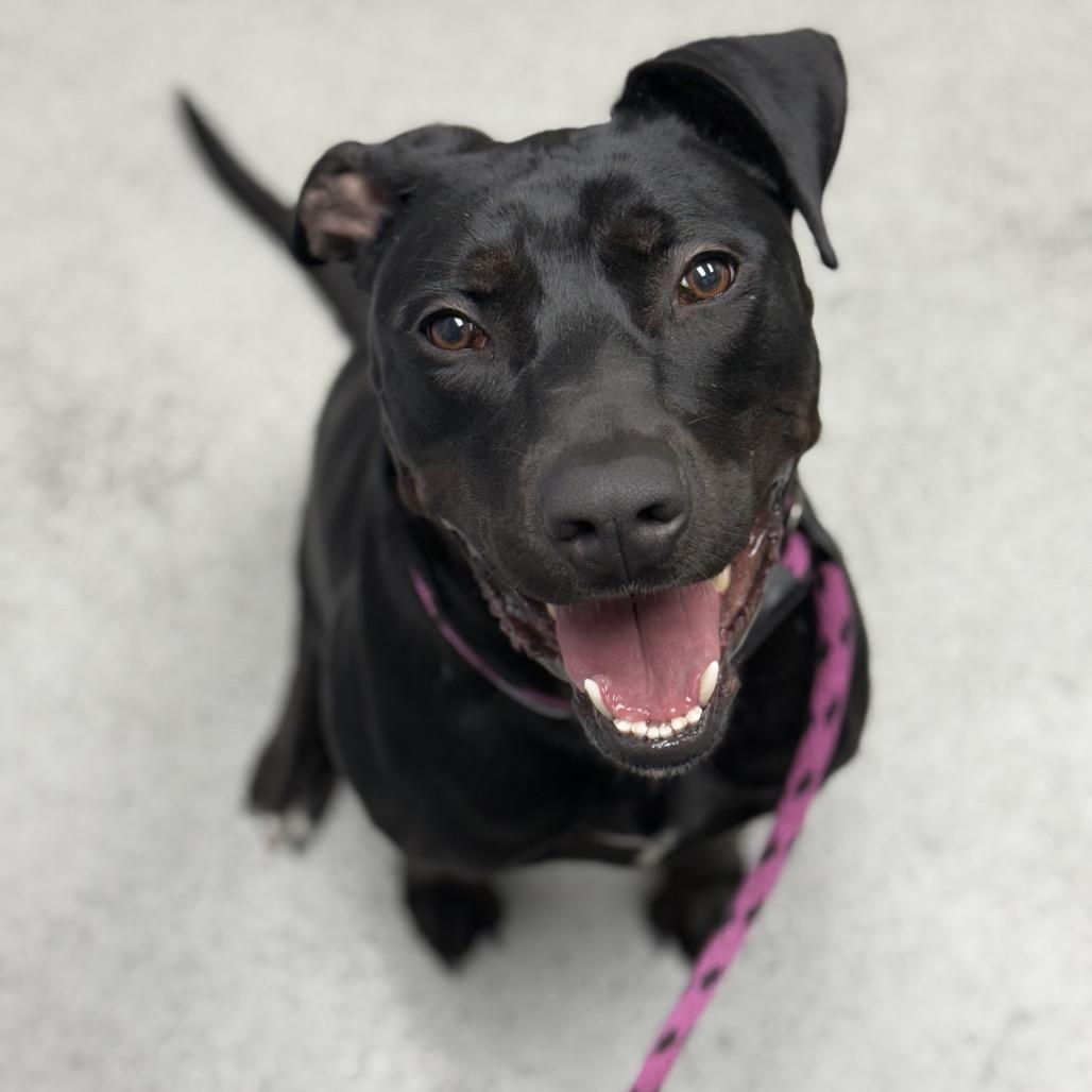 Enlarge Midnight, a Adoptable mixed breed in Hawthorne, CA image 1/1