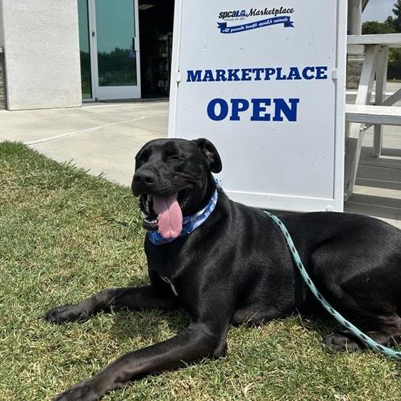 Enlarge Midnight, a Adoptable mixed breed in Hawthorne, CA image 4/4