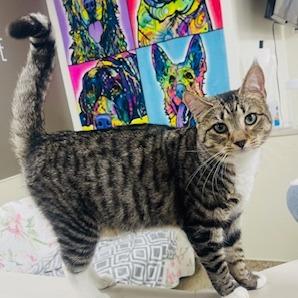 Enlarge Lane, a Adoptable Domestic Medium Hair in Donalsonville, GA image 1/6