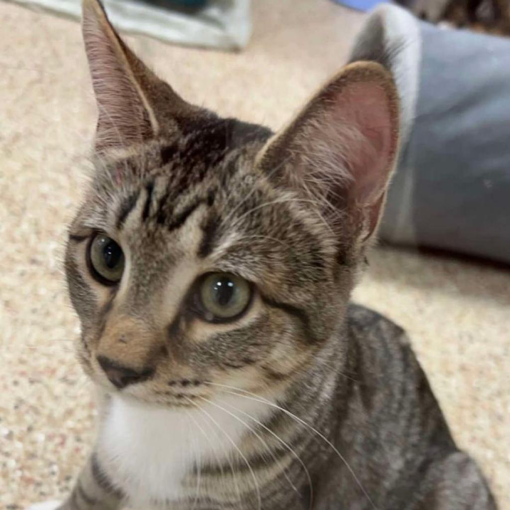 Enlarge Lane, a Adoptable Domestic Medium Hair in Donalsonville, GA image 2/6