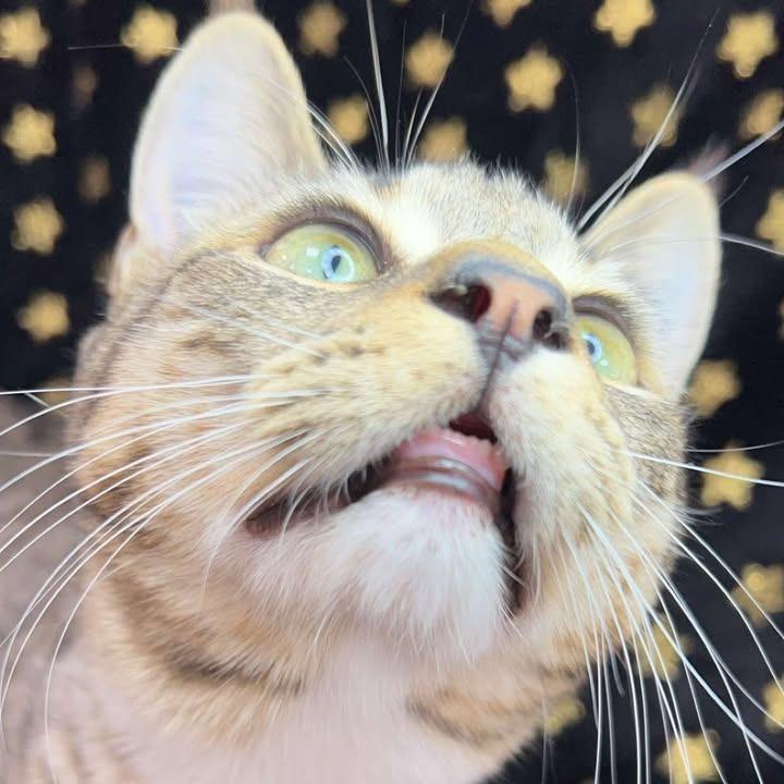 Enlarge Lane, a Adoptable Domestic Medium Hair in Donalsonville, GA image 3/6