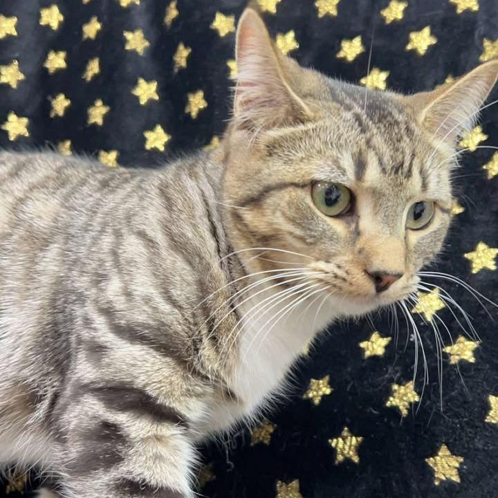 Enlarge Lane, a Adoptable Domestic Medium Hair in Donalsonville, GA image 4/6