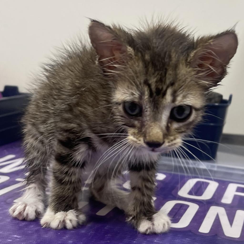 Enlarge Lane, a Adoptable Domestic Medium Hair in Donalsonville, GA image 5/6
