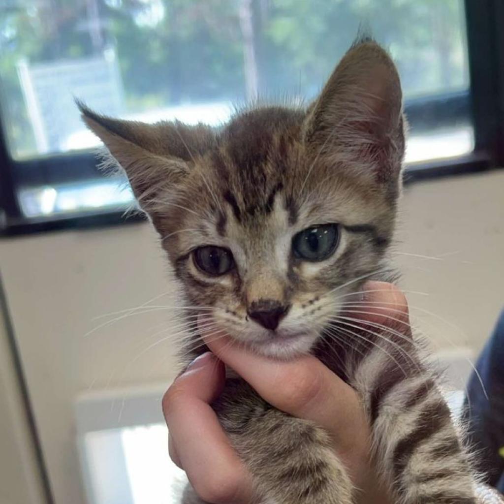 Enlarge Lane, a Adoptable Domestic Medium Hair in Donalsonville, GA image 6/6
