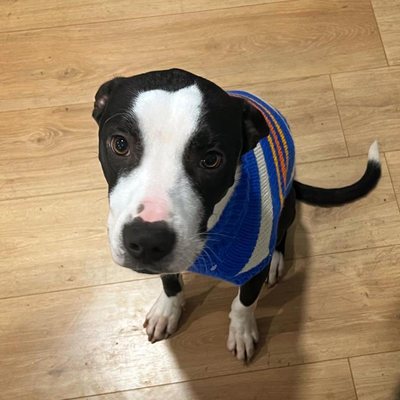 BANJO, Adoptable, Young Male Pit Bull Terrier.