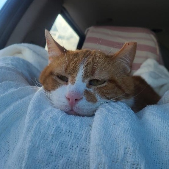 YAYO, Adoptable, Senior Male Domestic Short Hair.