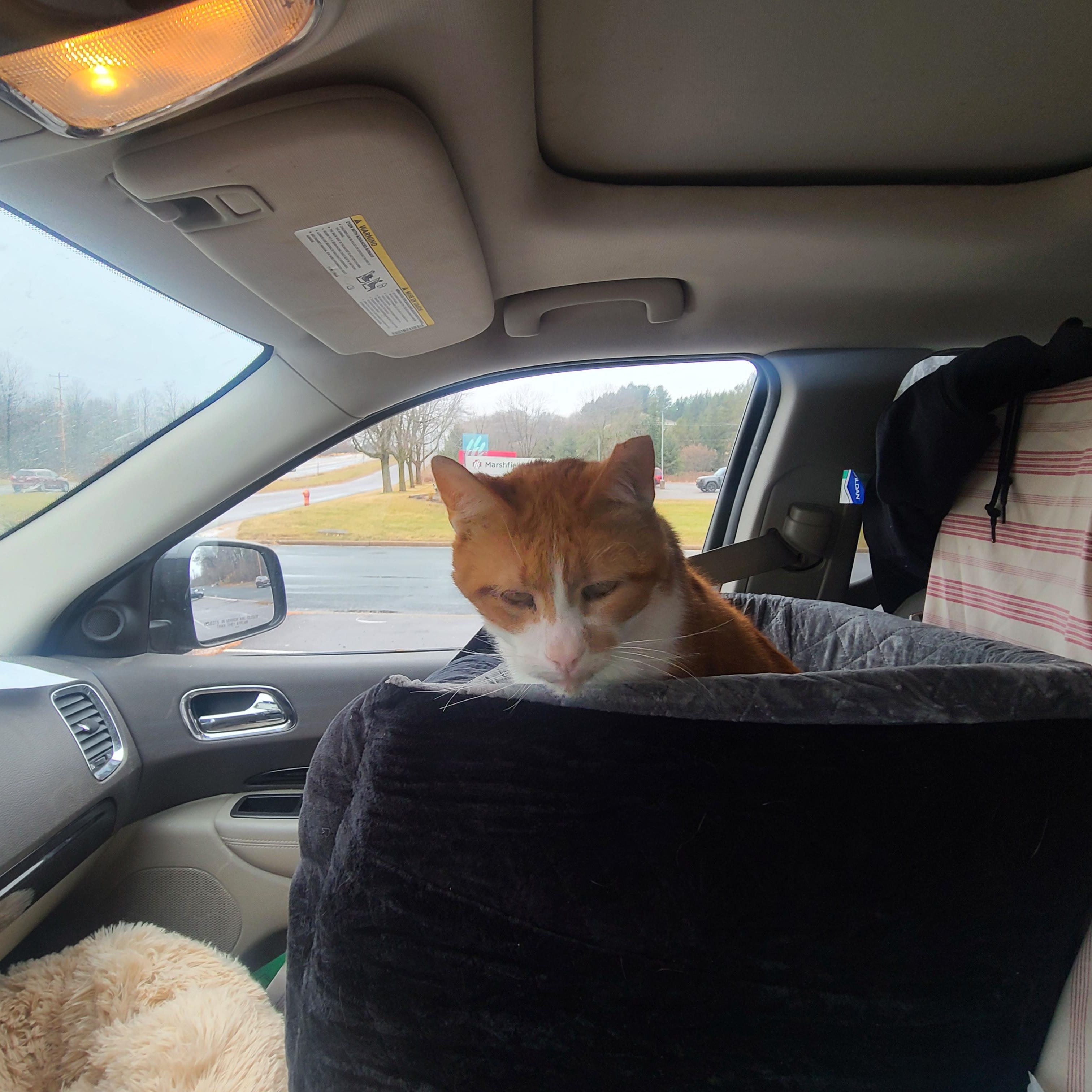 Enlarge YAYO, a Adoptable Domestic Short Hair in Barron, WI image 5/5