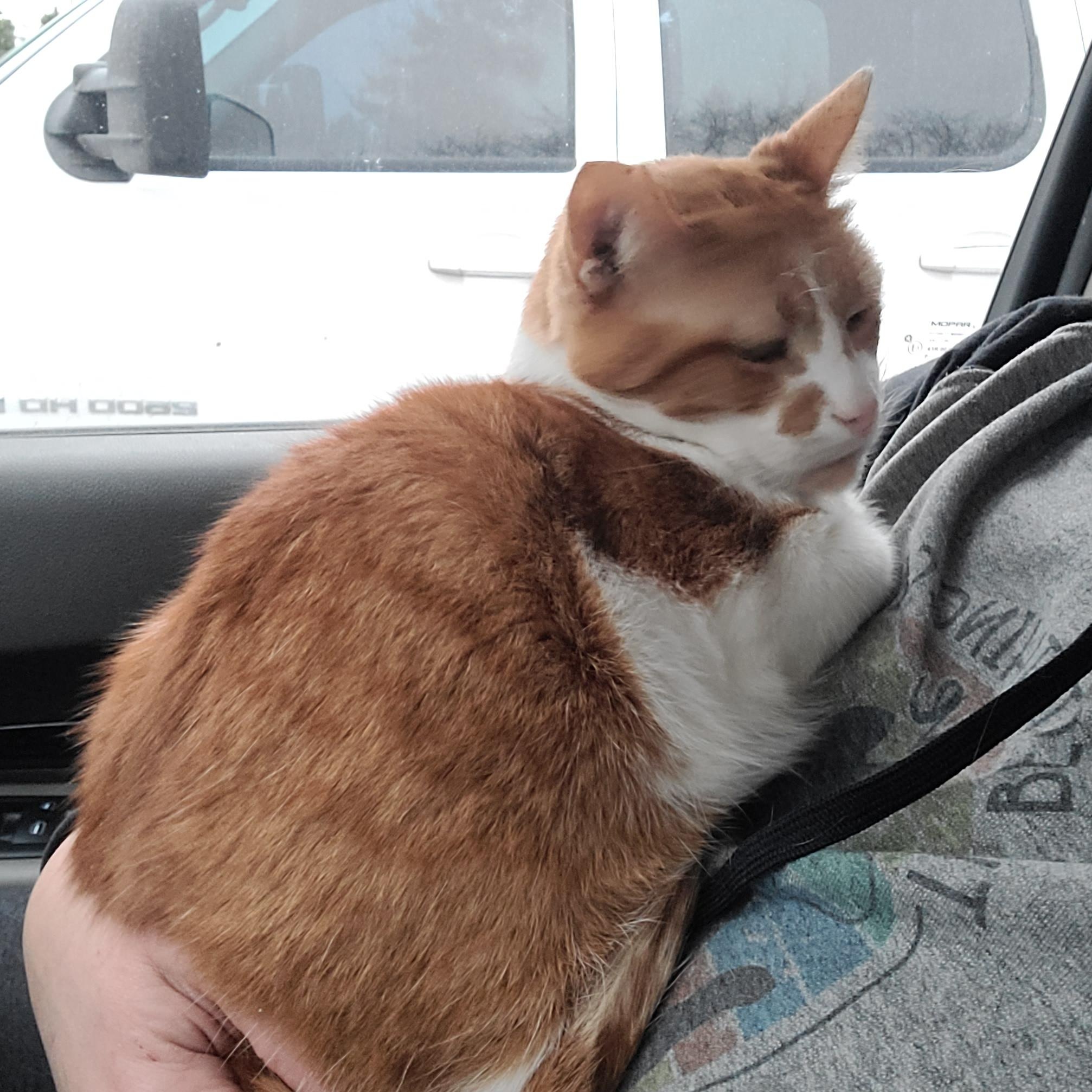 Enlarge YAYO, a Adoptable Domestic Short Hair in Barron, WI image 2/5